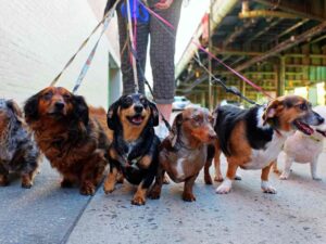 pessoa passeando com 6 cachorros